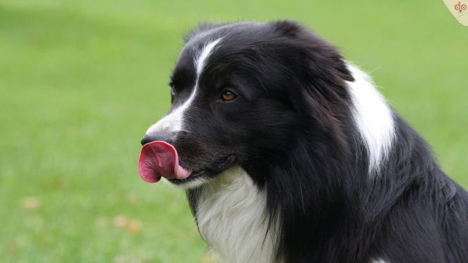 Beschwitigungs-Signal, Hund leckt über Nase