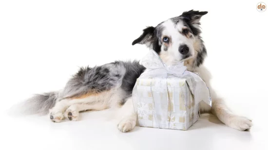 Border Collie mit Geschenk Päckchen, weihnachtliches Geschenkpapier, Schleife