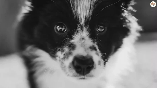 Warum viele deutsche Hundesprüche so negativ klingen