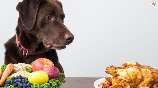Brainfood für Hunde, verschiedenes Gemüse und Fleisch auf Tellern