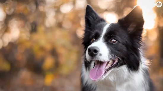 Nahaufnahme eines Border Collies mit Herbstfarben im Hintergrund, Anfängerhund Mythencheck