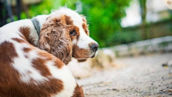 cocker-spaniel-angst