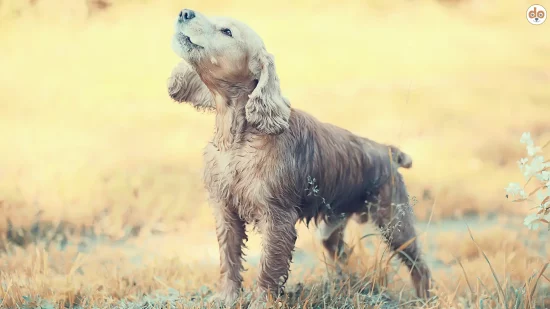 Cockerwut Cocker Spaniel jault mit erhobenem Kopf