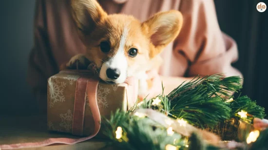 Corgi Welpe an Tisch mit Geschenk und Adventskranz, Weihnachtsdeko