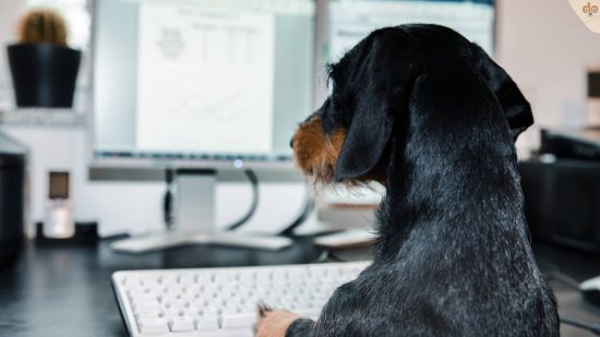 dackel-am-computer