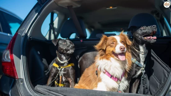 Grenzübertritt mit Hunden per Auto