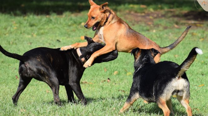 Drei Hunde spielen auf Wiese zusammen