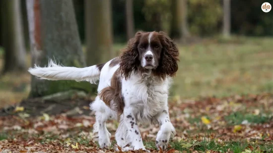 Englischer Springer Spaniel im Wald FT-Linie Fieldtrial-Linie