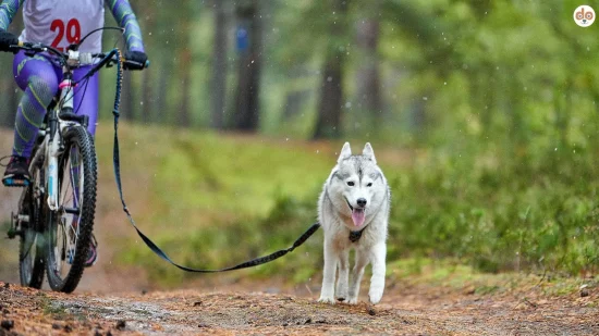 Fahrradfahren mit Hund Bikejöring mit Husky auf Waldweg