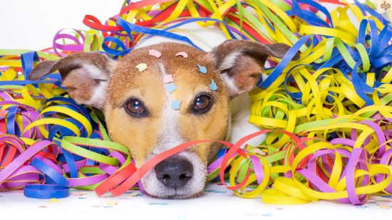 Fasching mit Hund, die Risiken und Alternativen zu Luftschlangen, Konfetti und Co