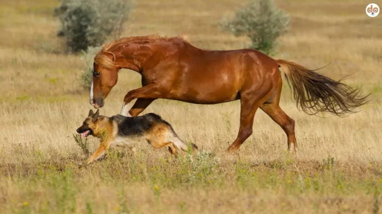 Schäferhund Bauernhofhund rennt neben galoppierendem Pferd auf Feld