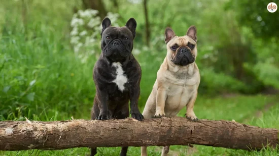 Kurzköpfige Hunderassen, zwei Französische Bulldoggen auf Baumstamm im Wald