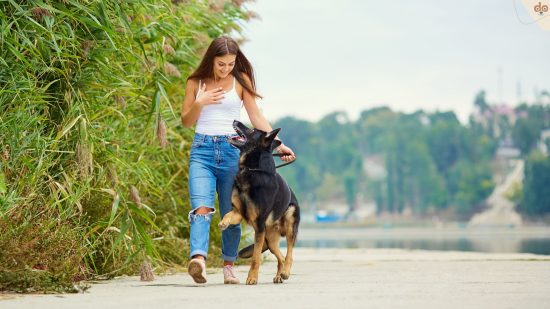 Schäferhund läuft mit junger Frau im Fuss