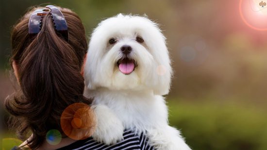 Frau trägt Malteser auf Schulter