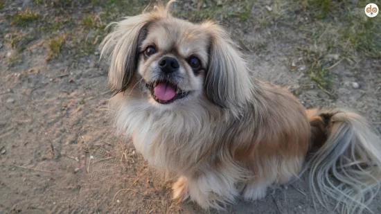 Rasse Pekinese schaut nach oben in die Kamera