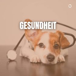 Gesundheit