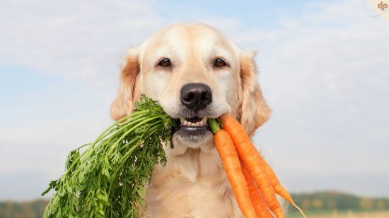 Golden hat Bund Karotten im Mund