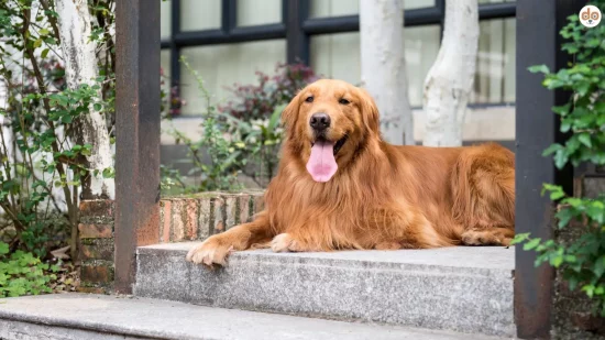 Golden Retriever liegt auf Treppe draussen vor dem Haus, Anfängerhund