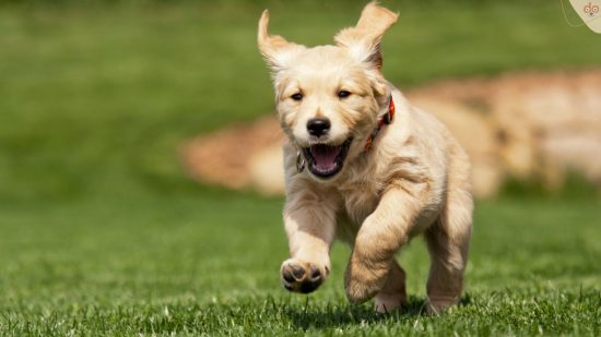Golden Welpe kommt glücklich gerannt