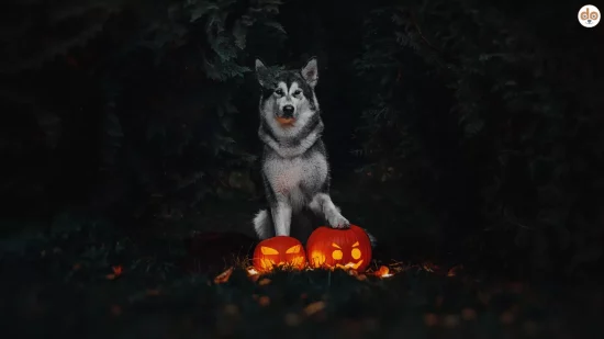 Halloween Motiv mit Hund, Wald bei Nacht, Kürbislaternen