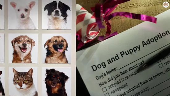 Tierheimtiere Portraits Adoptionsvereinbarung