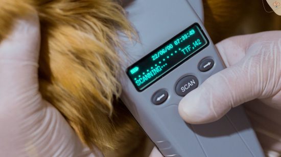 Heimtierchip scannen bei Hund