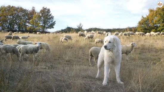 Herdenschutzhund mit Schafen