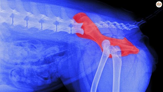 Hüftgelenk Röntgenbild Hund mit Markierung