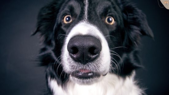 Hund ist bereit und konzentriert für Arbeit, leicht angespannt