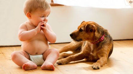 Baby und Hund in einer angespannten Situation