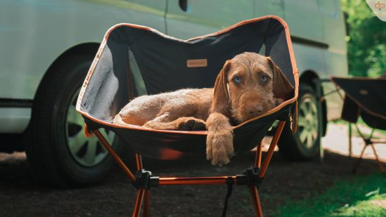 hund-blick-in-campingstuhl