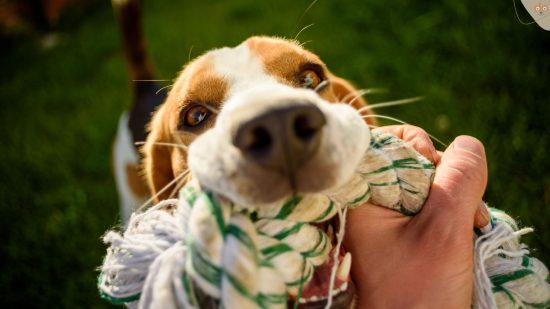 Hund bringt Strick zum ziehen