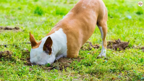 Hund buddelt in Wiese mit Kopf in Mausloch