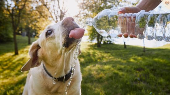 Hund hat Durst und trinktå© Wasser ab Flasche
