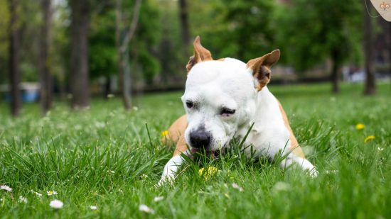 Hund frisst liegend Gras