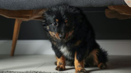 Hund hat Angst und verkriecht sich