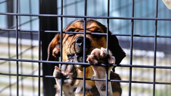 Hund hinter Gitter Haag traurig