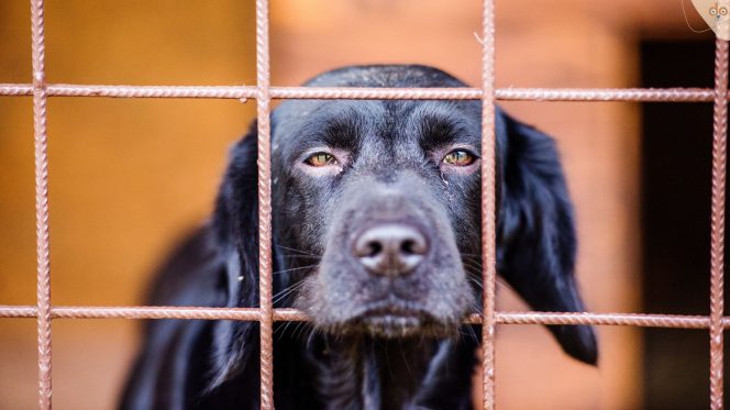 Hund hinter Gitter traurig Zucht Tierschutz