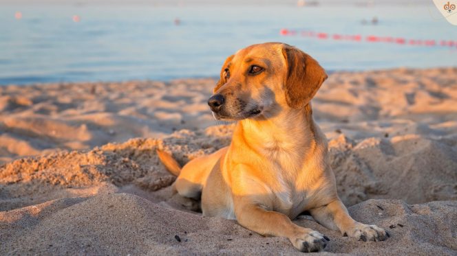 Hund am Strand im Sand liegend