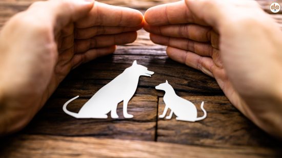 Tierschutzgesetz Schweiz TSchG Artikel 26 erklärt