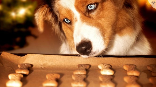 Hund möchte gebackene Kekse vom Blech klauen