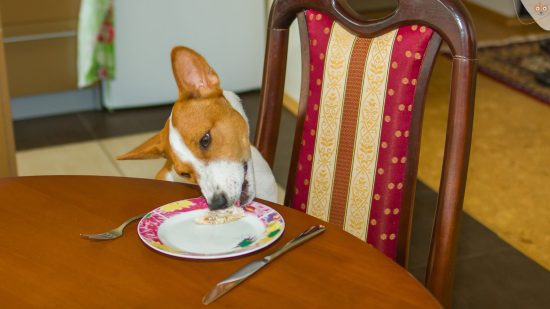 Hund klaut Essen vom Teller, der auf Esstisch steht