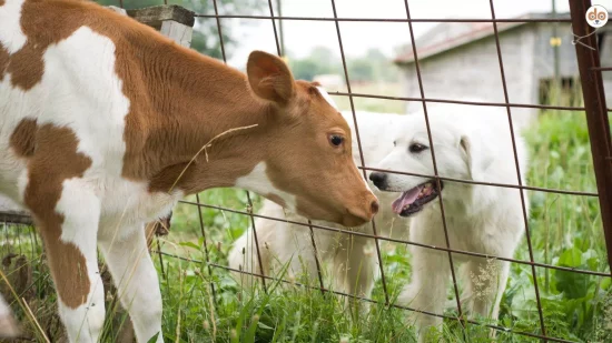 Hund Kuh Kalb Neosporose Neospora caninum