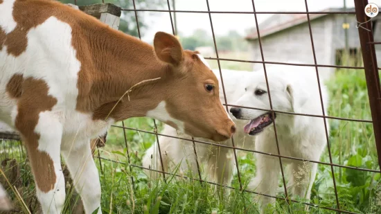 Hund Kuh Kalb Neosporose Neospora caninum