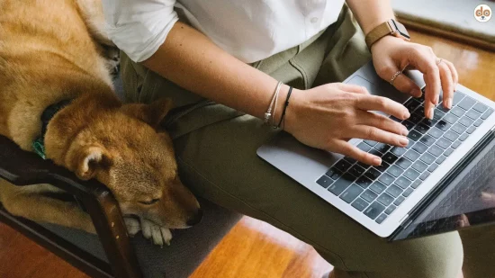 Einrichtungstipps fürs Wohnen mit Hund in kleinen Wohnungen