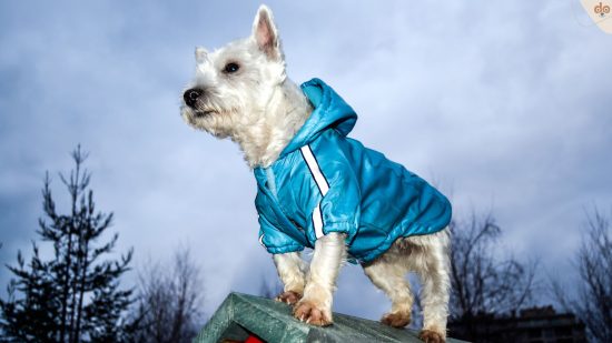 Hunderegenmantel mit Reflektoren-Streifen