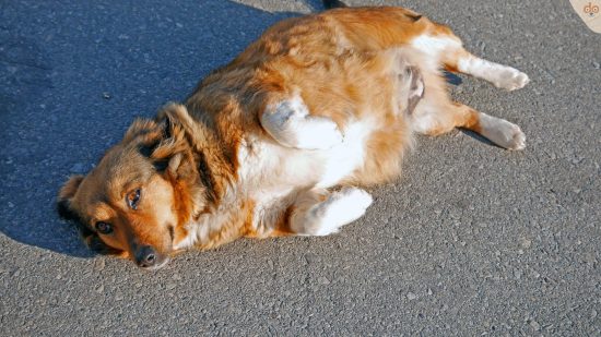 Übergewicht bei Hunden