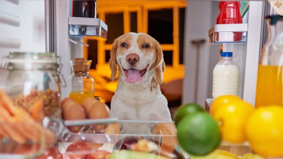 Hund schaut in Kühlschrank, was könnte lecker sein