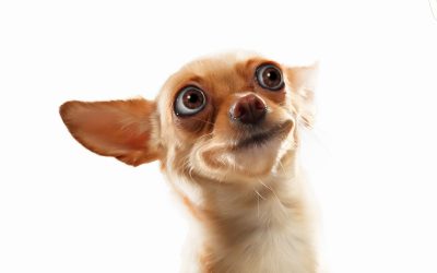Hund schaut lustig - komisch
