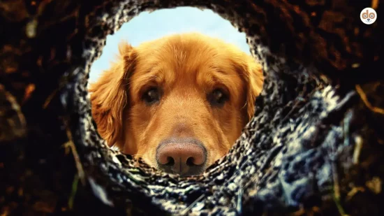 Hund schaut in ein Mausloch